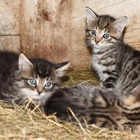 Janssen-graalfs * Schillig